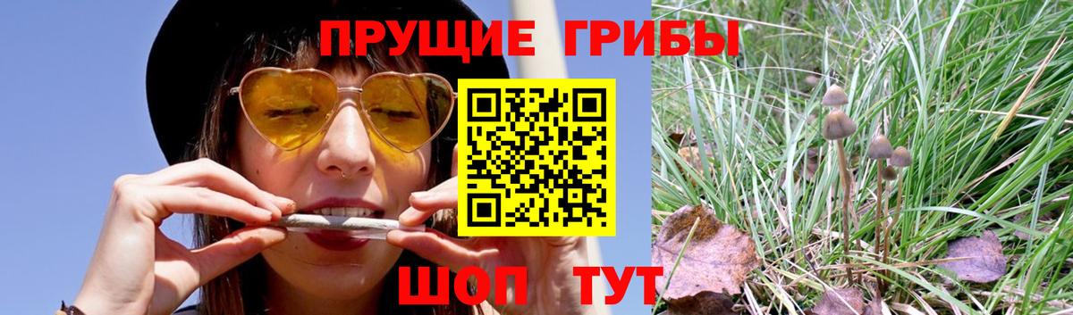 Тобольск  Псилоцибиновые грибы Psilocybine cubensis  Вход с VPN  Галлюциногенные грибы Cubensis 